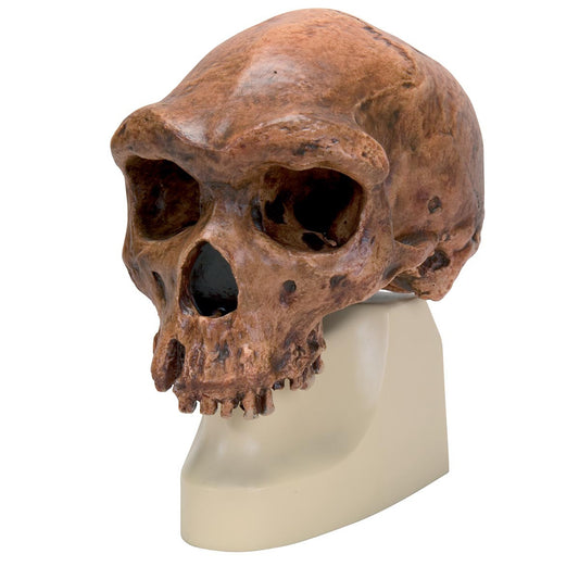 VP754/1 Anthropological Skull Model - Broken Hill or Kabwe
