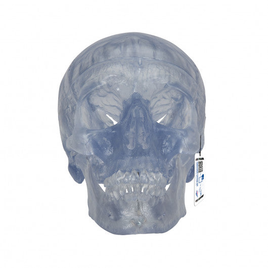 A20/T Transparent Classic Human Skull Model, 3 part - 3B Smart Anatomy