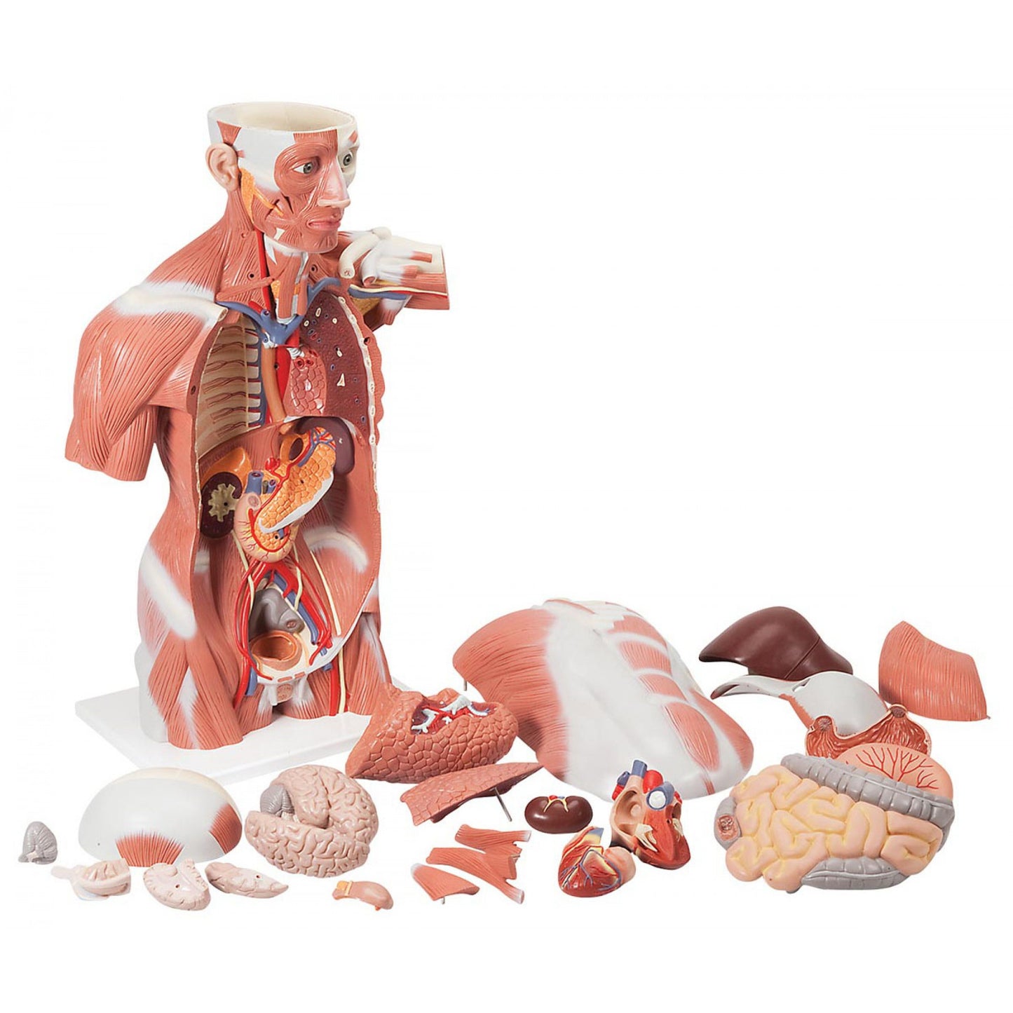 VA16 Life size Muscle Torso Model, 27 part