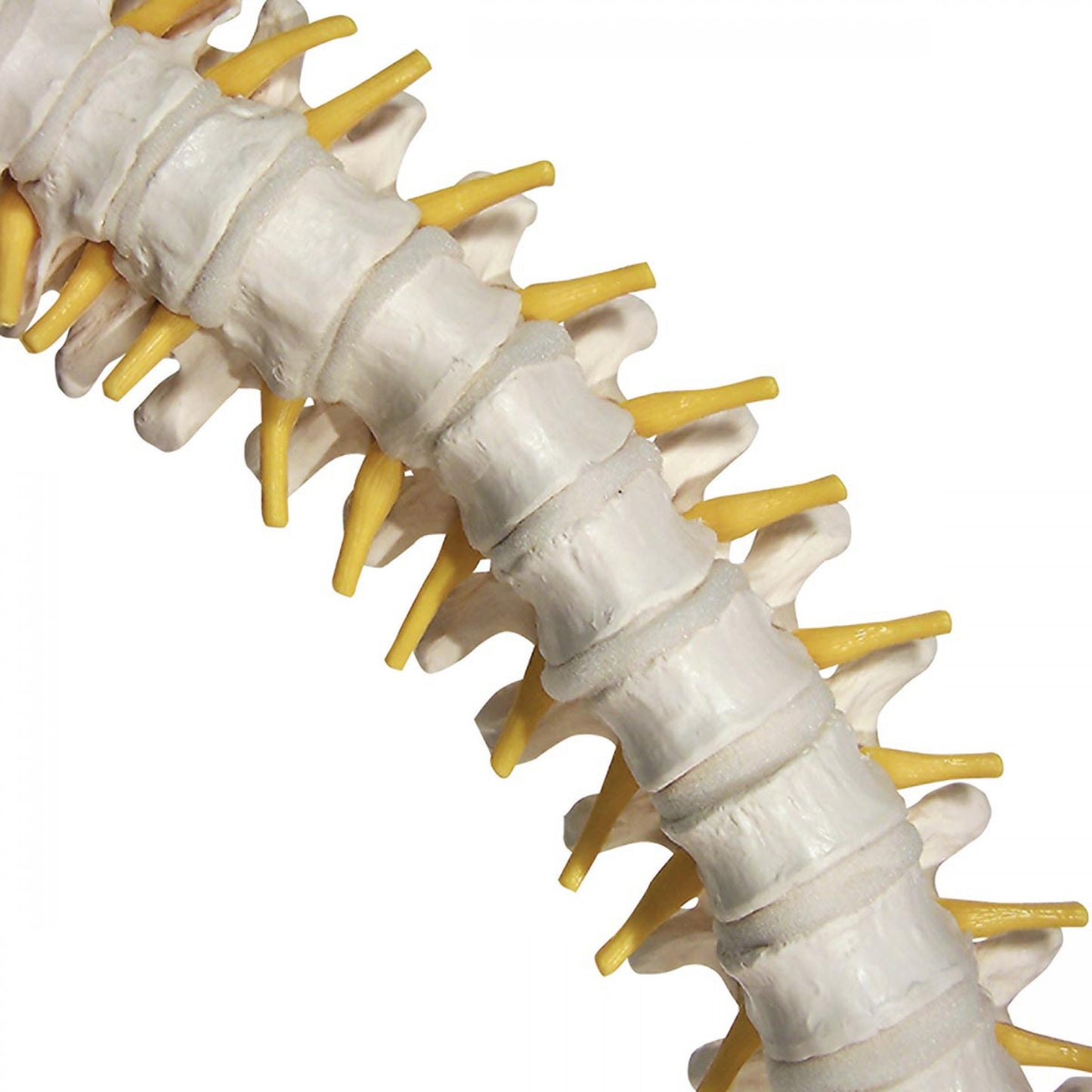 VB84 Flexible Spine Model with Soft Intervertebral Discs