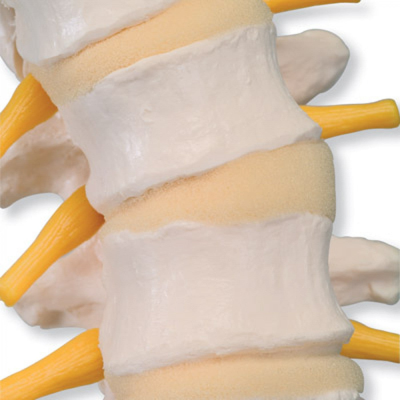 VB84 Flexible Spine Model with Soft Intervertebral Discs